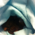 Baby Ringtail Possum